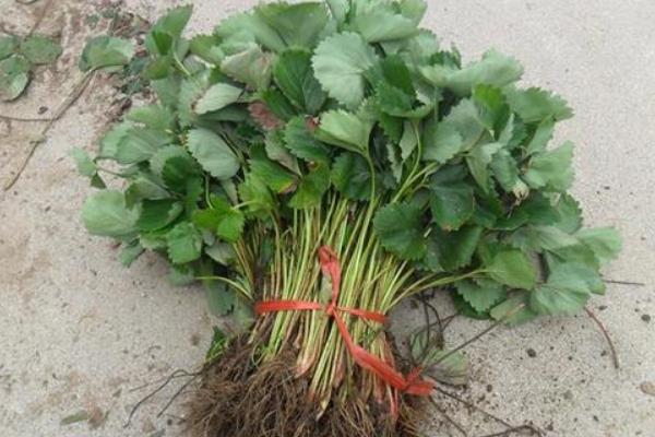 草莓苗市场价格多少钱一颗