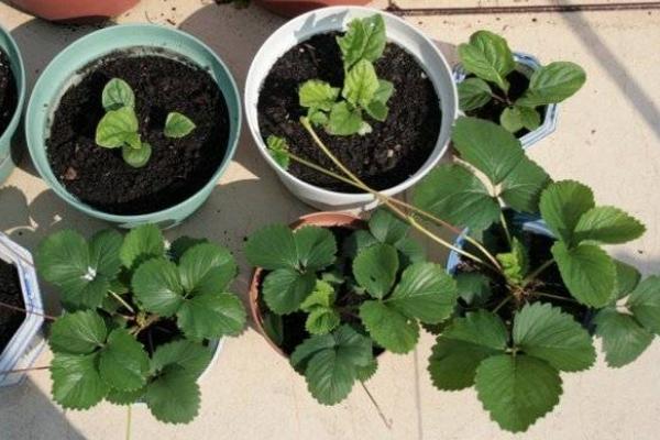 草莓苗市场价格多少钱一颗