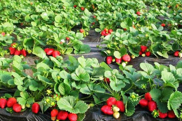 草莓苗市场价格多少钱一颗