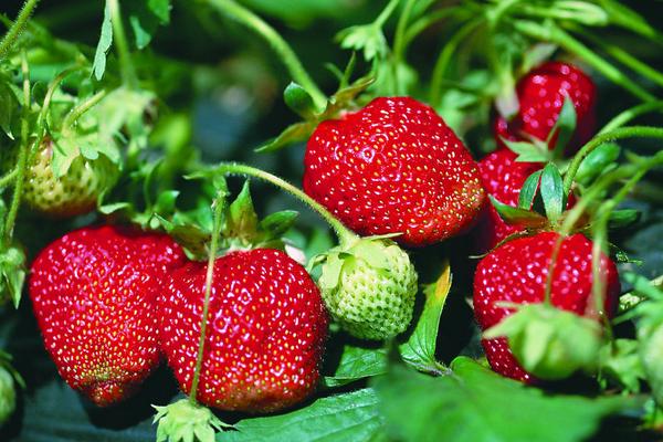 草莓苗市场价格多少钱一颗