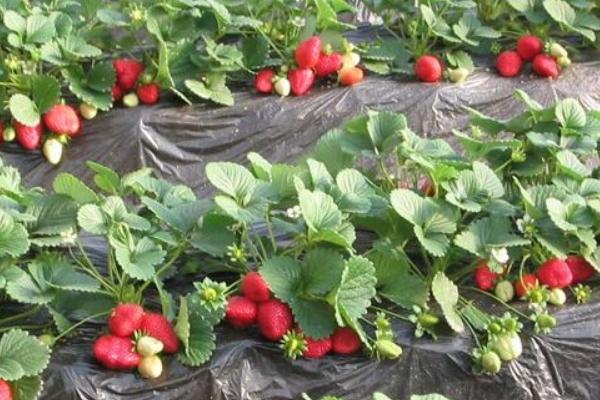 草莓苗市场价格多少钱一颗