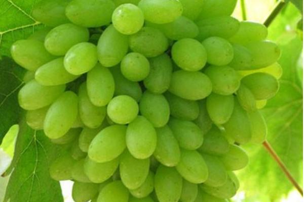 小蜜蜂葡萄产地在哪里