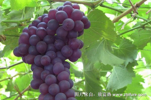 玫瑰香葡萄苗价格多少钱一株