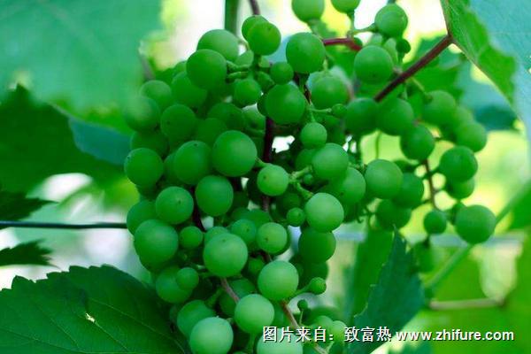 梦见绿葡萄是什么意思