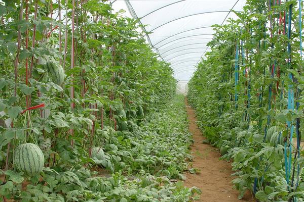 大棚西瓜种植技术视频