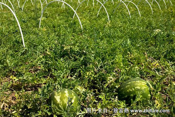 西瓜怎么种植