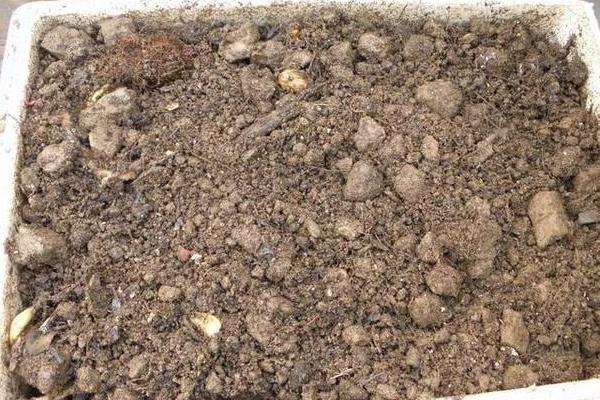 养蚯蚓用什么土?