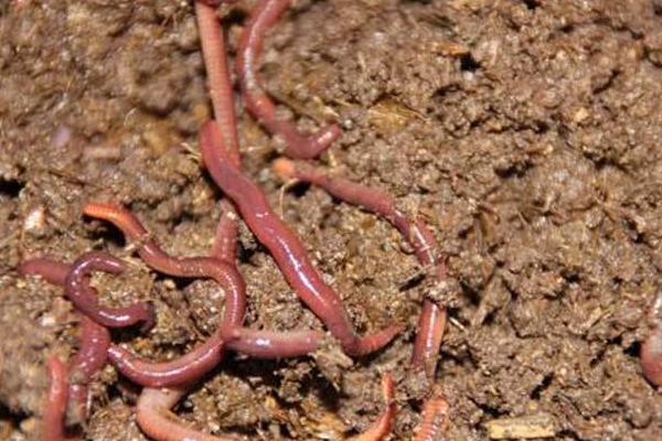 养蚯蚓用什么土?