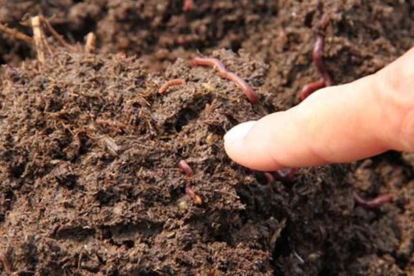 养蚯蚓用什么土?