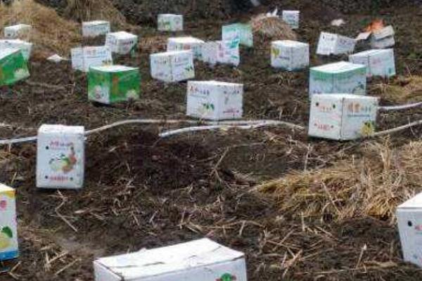 养蚯蚓用什么土?