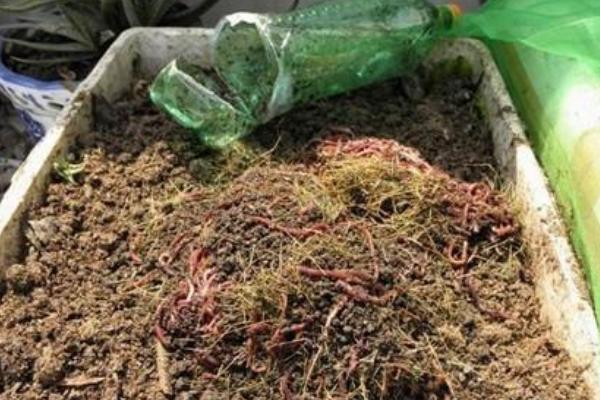 养蚯蚓用什么土?