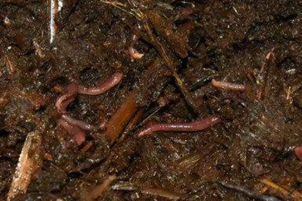养蚯蚓用什么土?