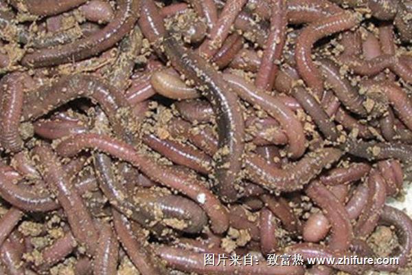 养蚯蚓需要投资多少钱?