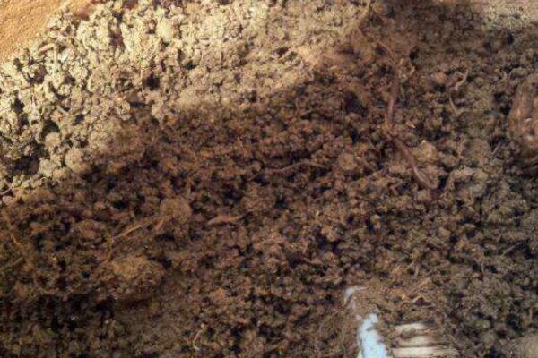 养蚯蚓用什么土?