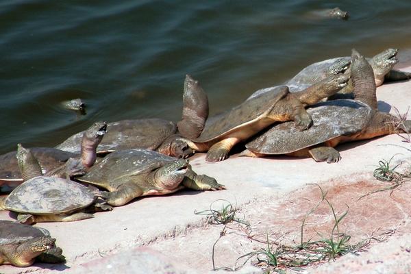 甲鱼怎么养?科学养甲鱼技术