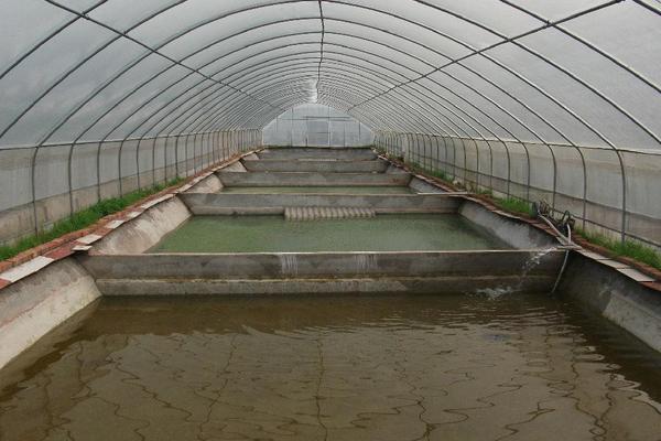 甲鱼怎么养?科学养甲鱼技术