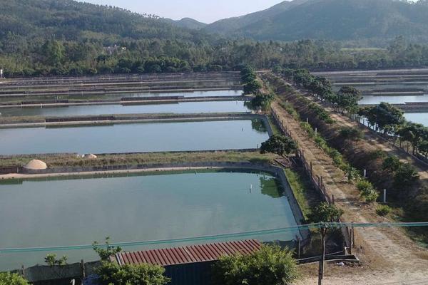 甲鱼怎么养?科学养甲鱼技术