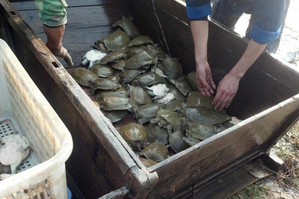 甲鱼怎么养?科学养甲鱼技术