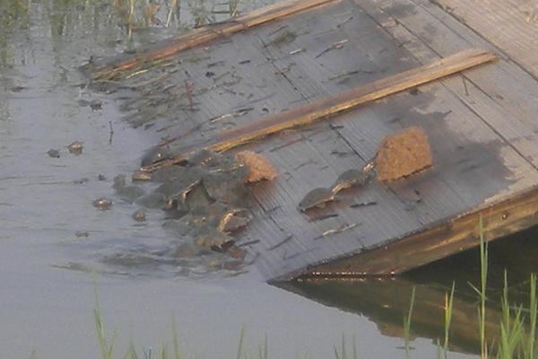 甲鱼怎么养?科学养甲鱼技术