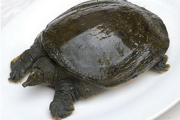 甲鱼怎么养?科学养甲鱼技术