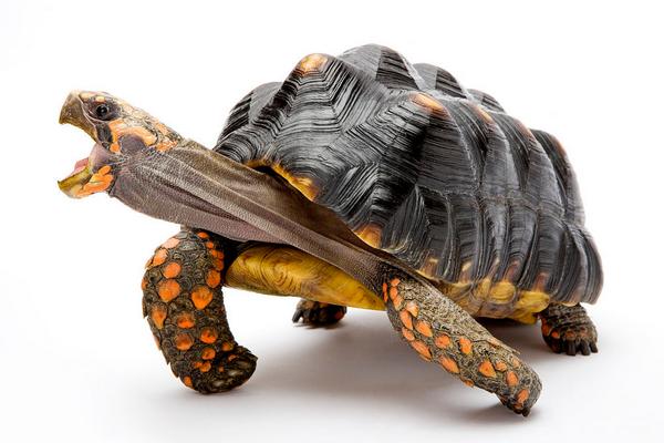 甲鱼怎么养?科学养甲鱼技术