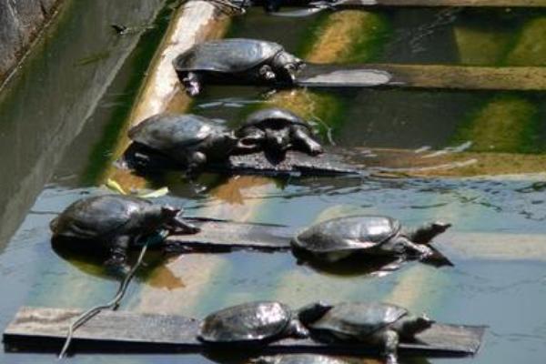 甲鱼怎么养?科学养甲鱼技术