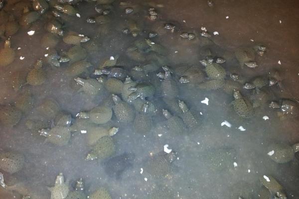 甲鱼怎么养?科学养甲鱼技术