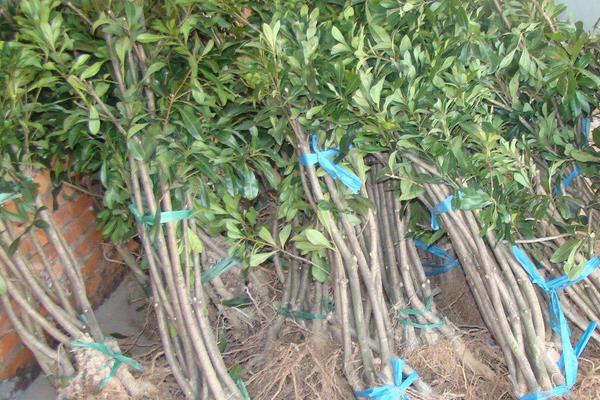 东魁杨梅苗价格多少钱一株