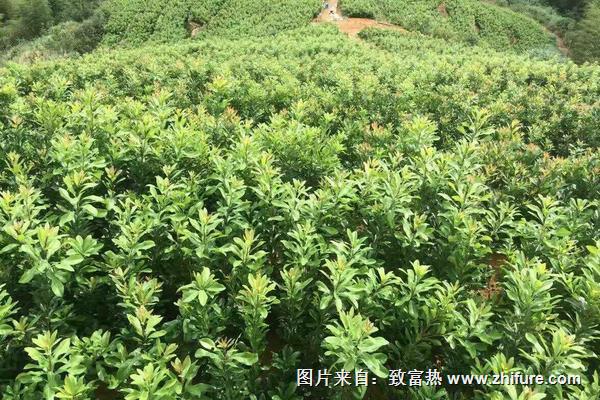 东魁杨梅苗价格多少钱一株