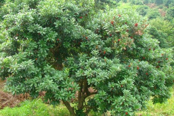 东魁杨梅苗价格多少钱一株