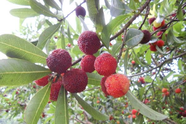 东魁杨梅苗价格多少钱一株