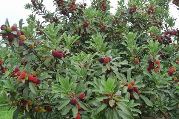 东魁杨梅苗价格多少钱一株