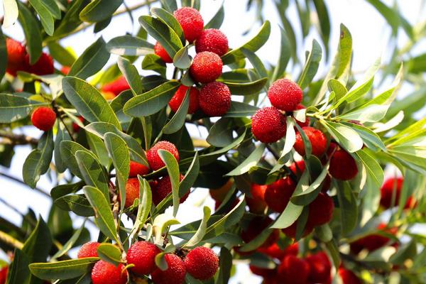 东魁杨梅苗价格多少钱一株