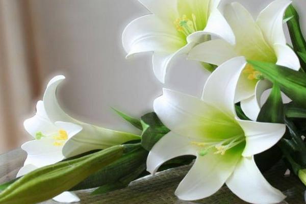 香水百合怎么养