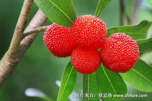 杨梅什么时候成熟