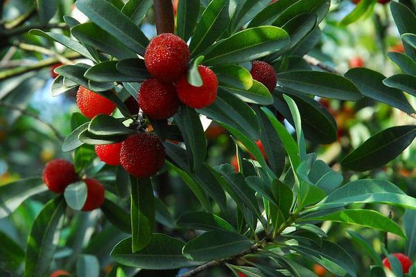 杨梅什么时候成熟