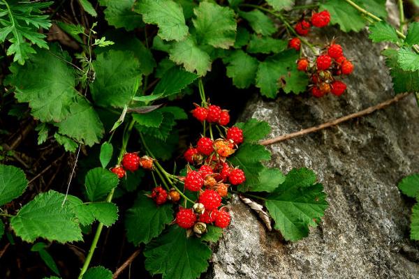 树莓的功效与作用及禁忌