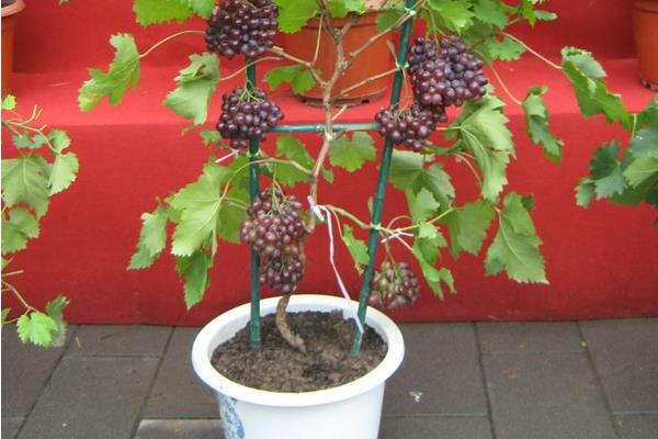 盆栽葡萄苗价格多少钱一株