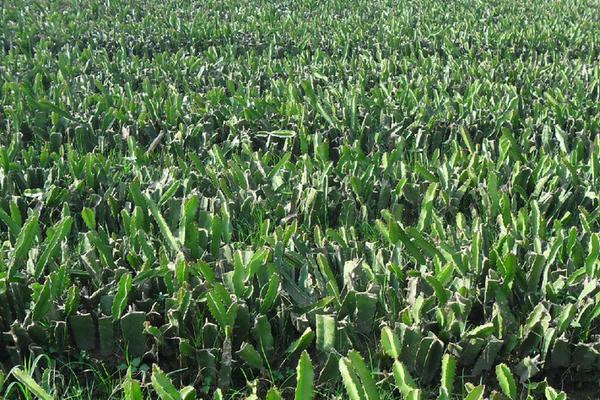 火龙果苗价格多少钱一棵