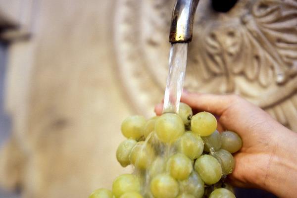 绿葡萄可以做葡萄酒吗