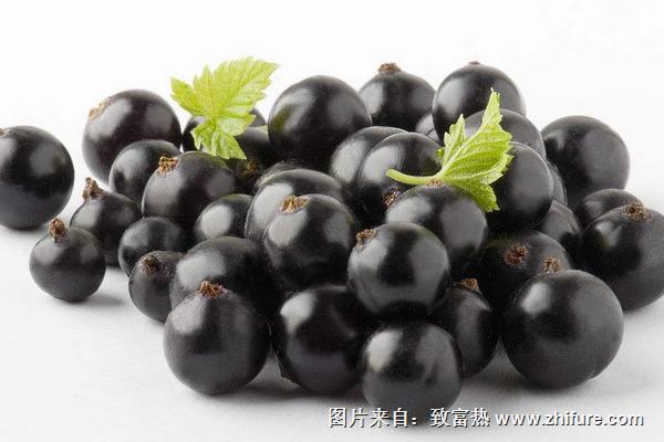 黑加仑是葡萄吗