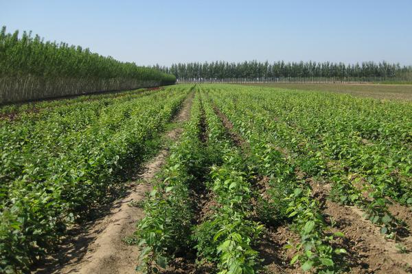 桂味荔枝苗价格多少钱一棵