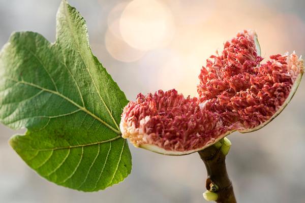 无花果汁液治疗扁平疣有用吗