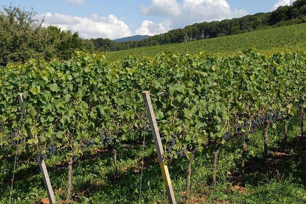 葡萄的种植方法和技术