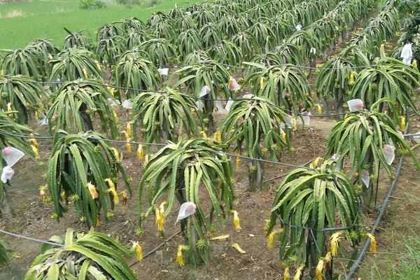 火龙果的栽培技术