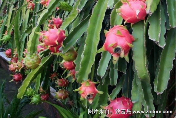 火龙果的栽培技术