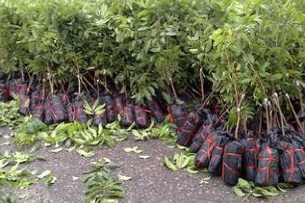 荔枝苗价格多少钱一棵