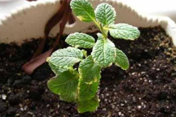 薄荷种子几天发芽