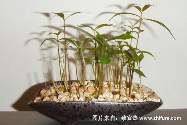 龙眼盆栽能活多久