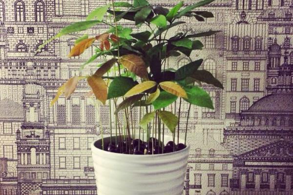 龙眼盆栽能活多久